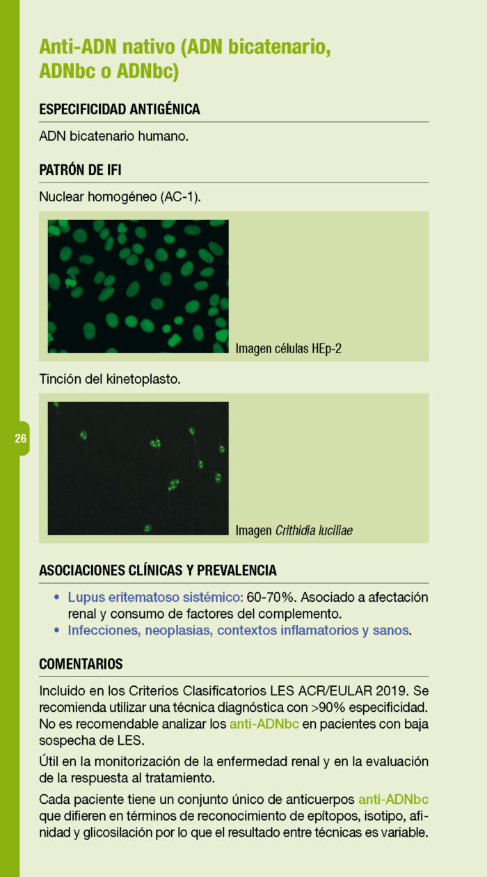 Autoanticuerpos. Guía rápida (3ª Edición) - Imagen 2